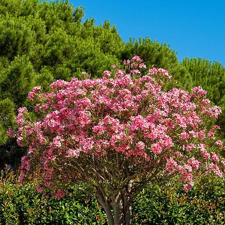 La Romeo, Piscine Et *